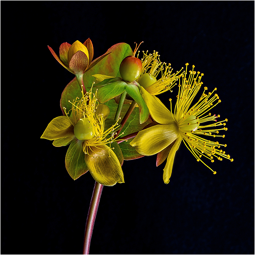 St John's Wort 43 v2.jpg