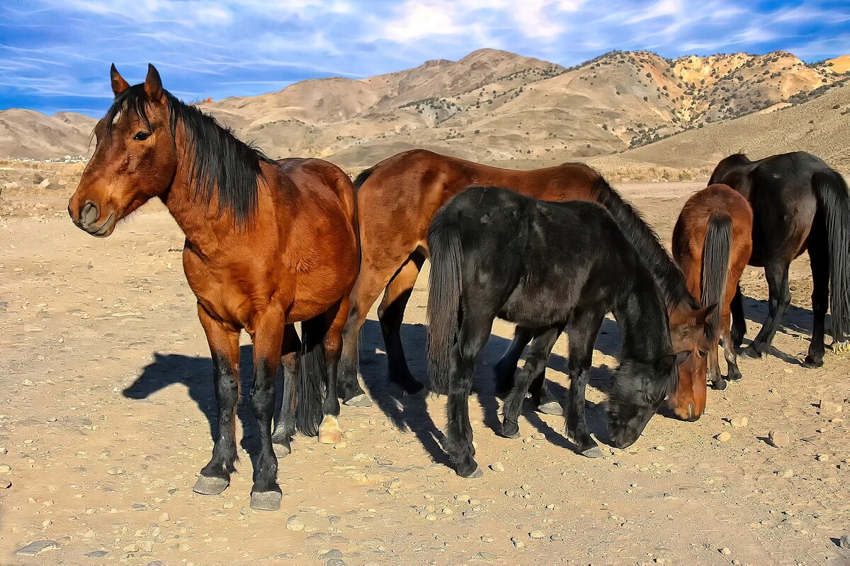 Stallion, 2 Mares, 2 Colts, Reno, Nevada .jpg