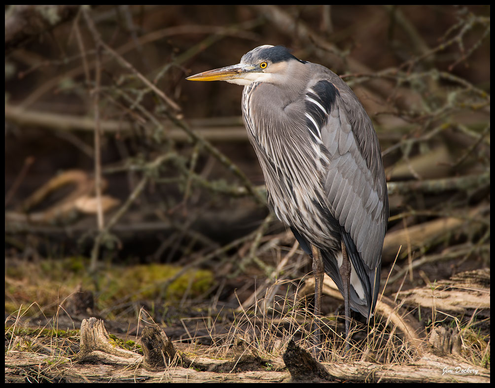 Stanwood-Birding-(147).jpg