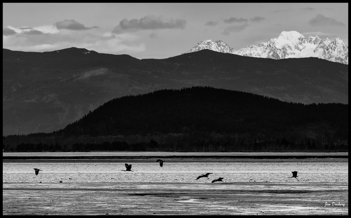 Stanwood-Birding-3.16-(88).jpg