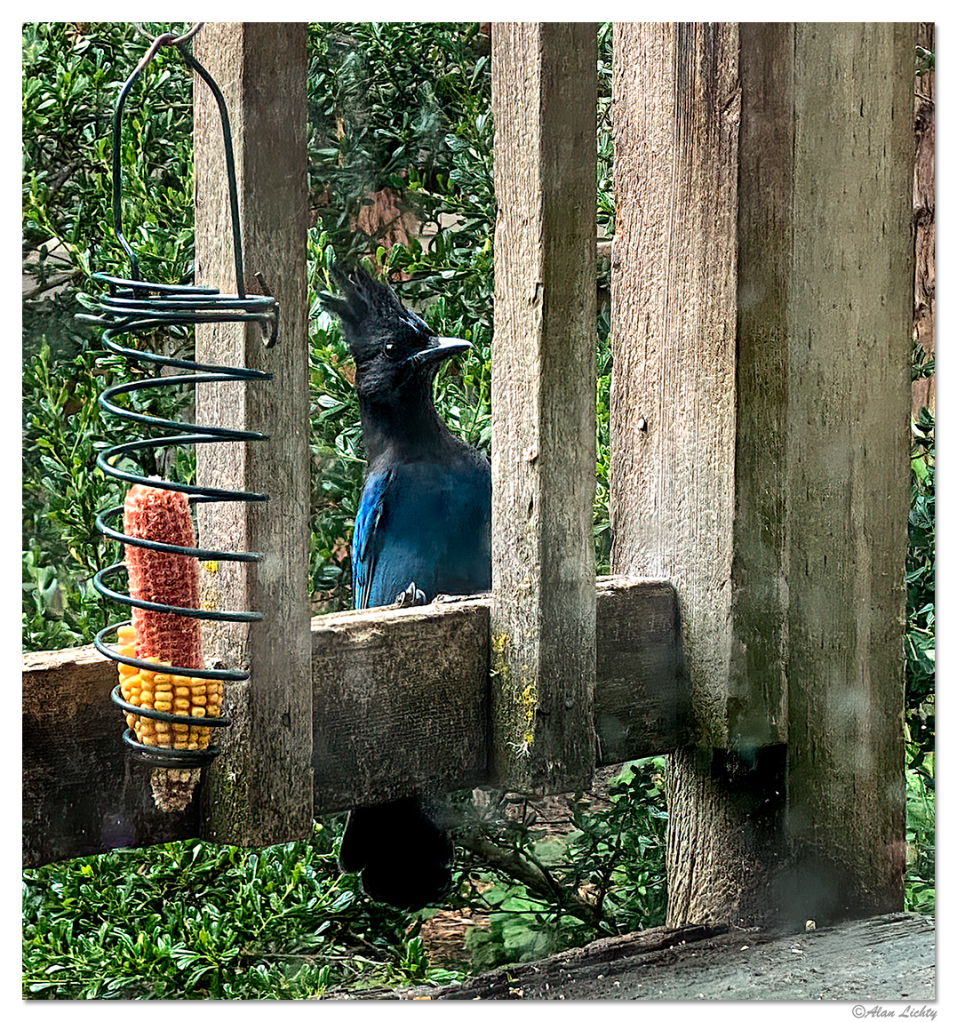 StellarJay.jpg