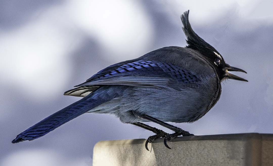 Stellars Jay.jpg