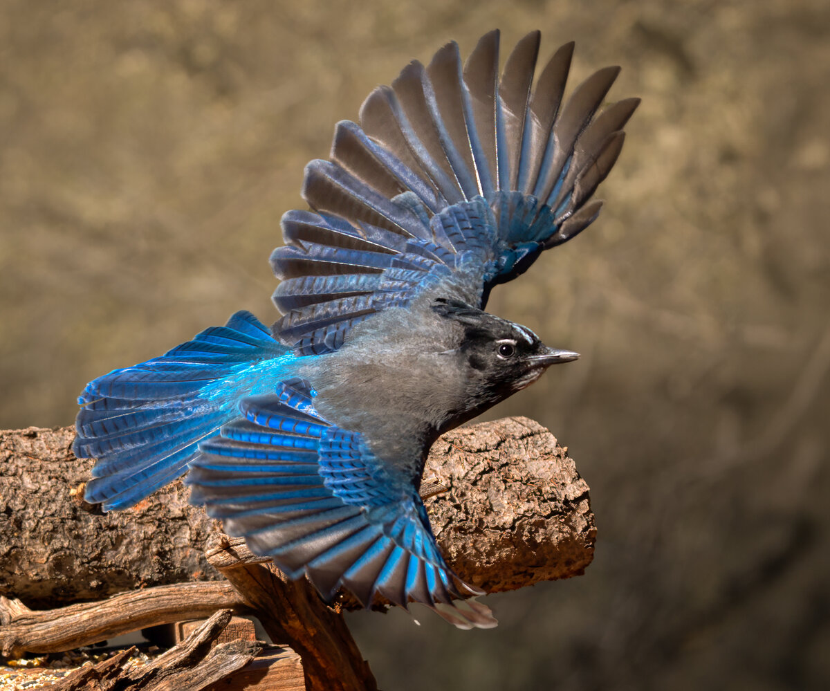 Steller’s Jay-04763-Edit.jpg