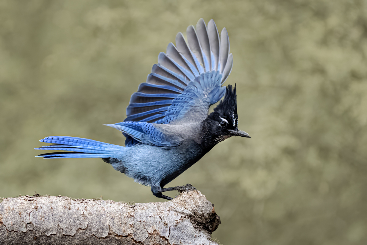 Steller’s Jay-07969-Edit.jpg