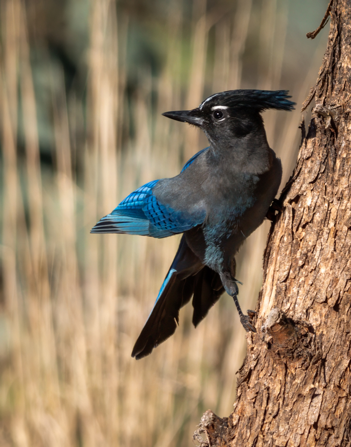 Steller’s Jay 7393-Edit.jpg
