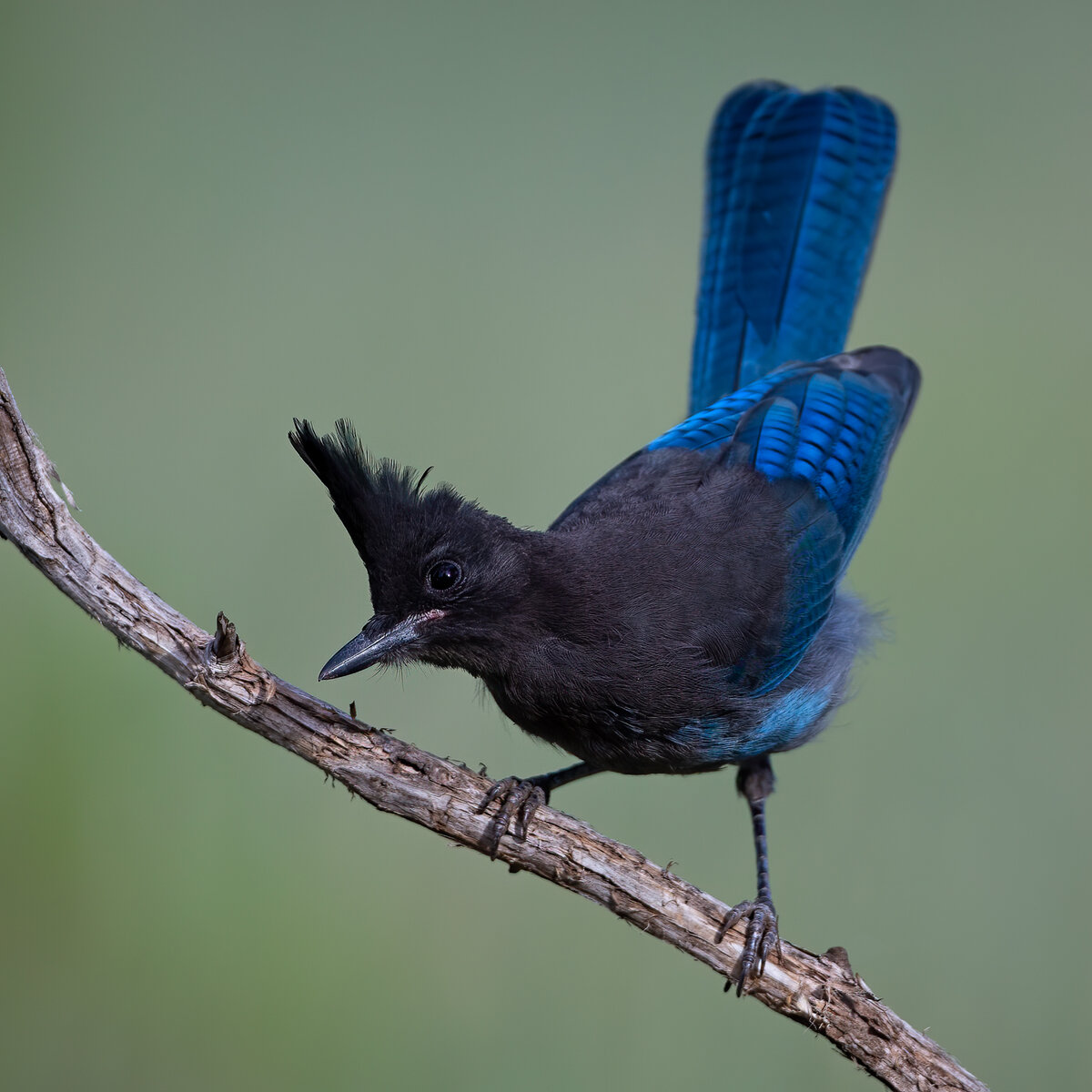 Steller's Jay-34-Edit.jpg