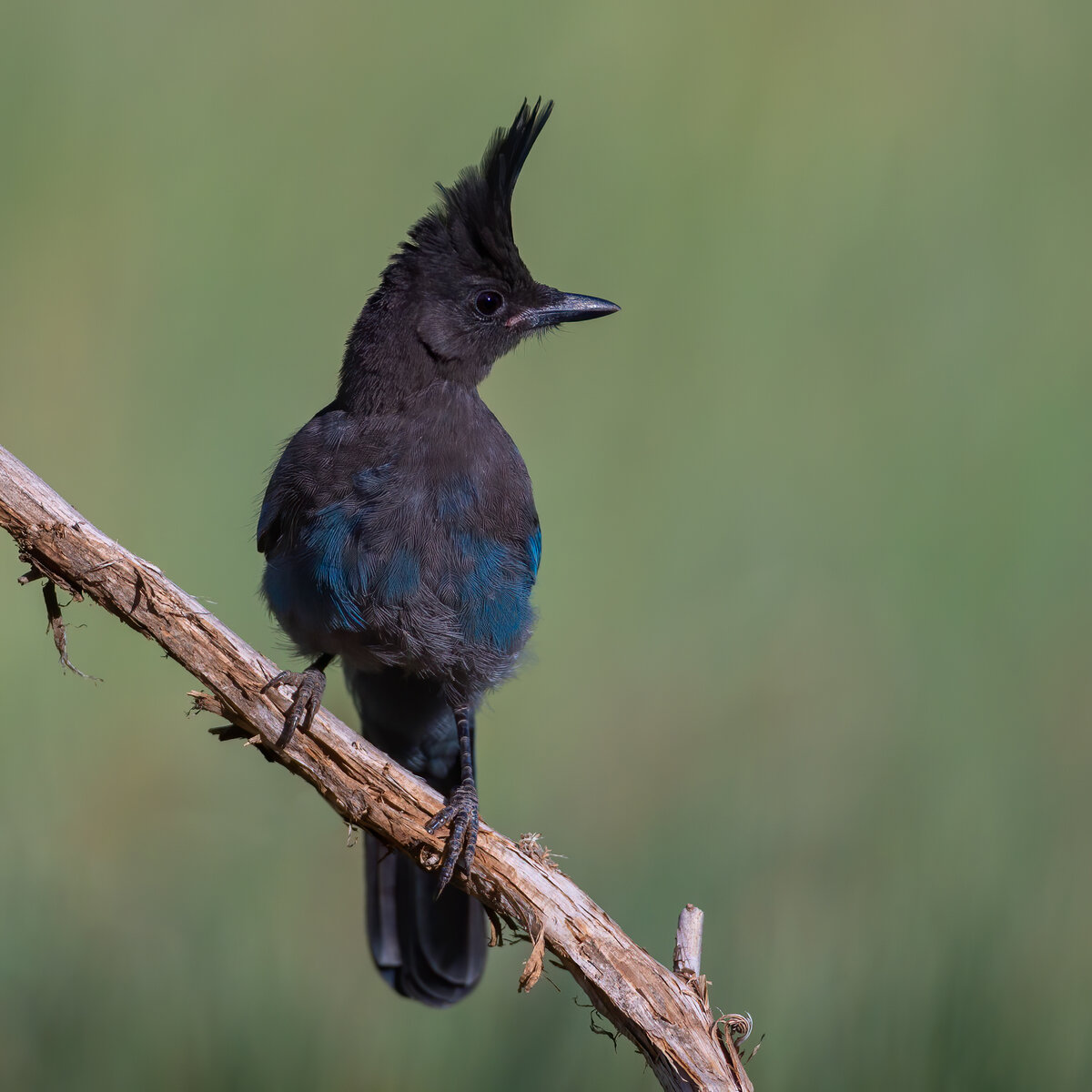 Steller's Jay-6-Edit.jpg