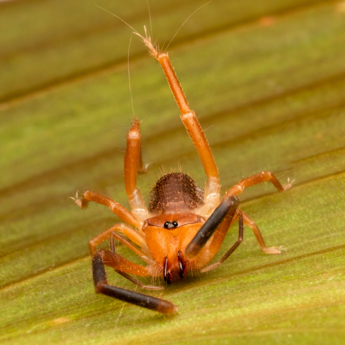 Straight-faced Windscorpion--3.jpg