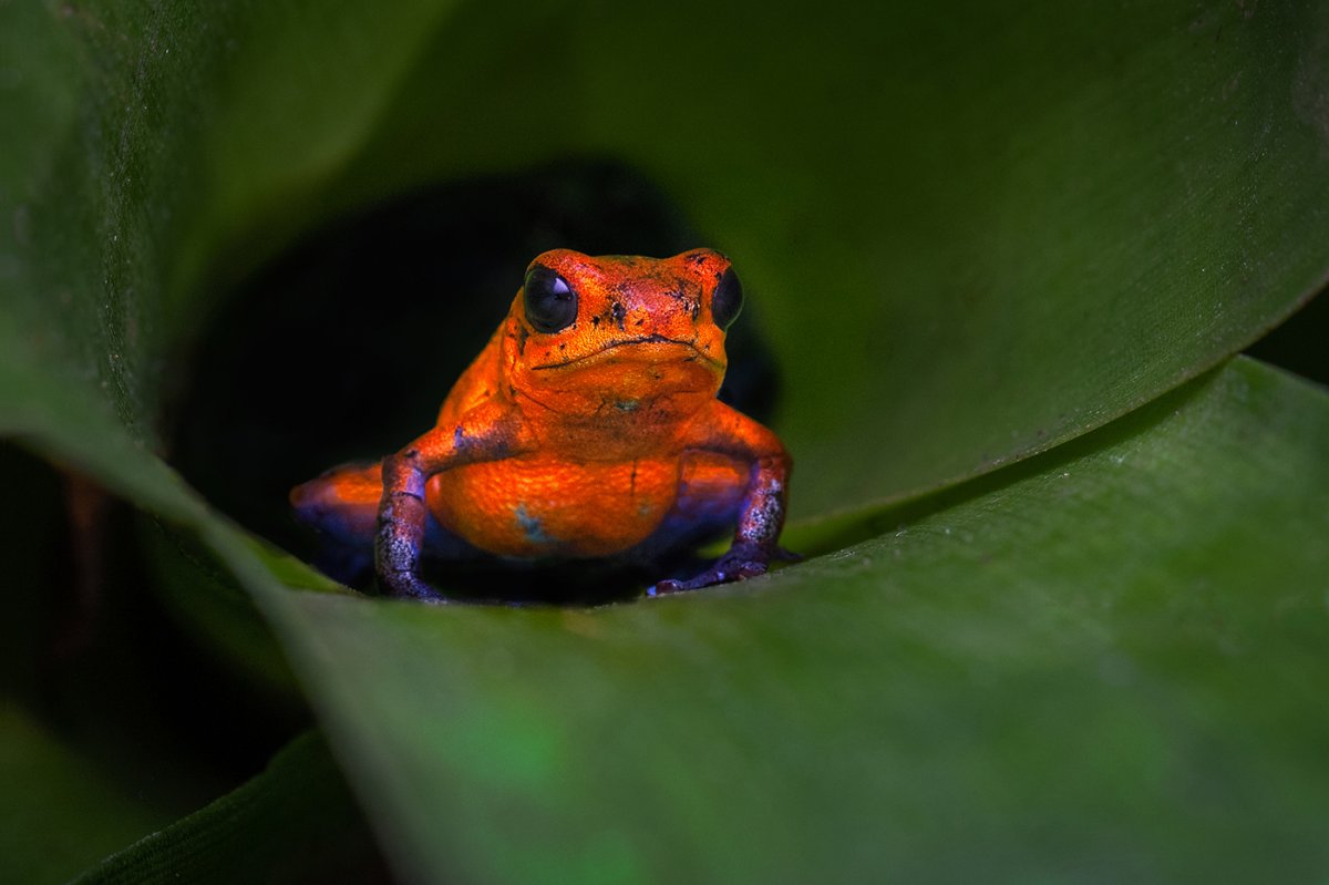 Strawberry Poison Dart Frog.jpg