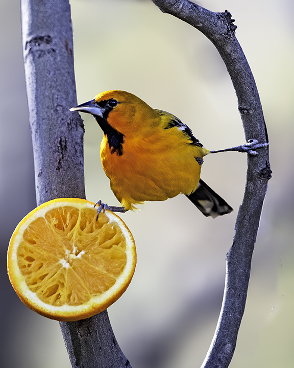 Streak-backed Oriole, Riparian Preserve at Water Ranch, Gilbert, AZ.jpg