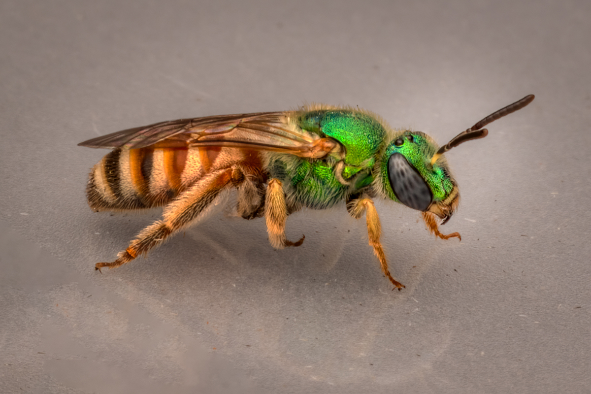 Striped Sweat Bee-0998-female.jpg