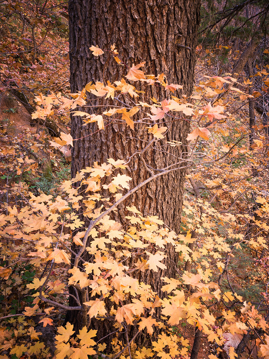 Subway-Tree.jpg