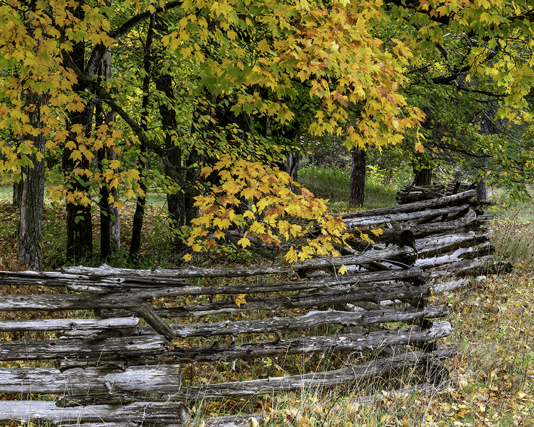 Sugar Maples and fence.jpg