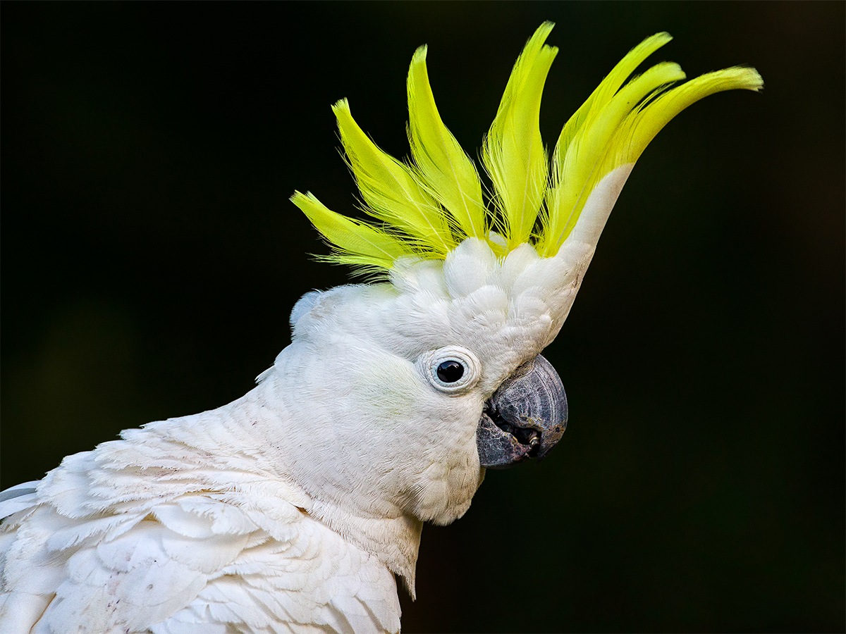 Sulphur-crested Cockatoo.png