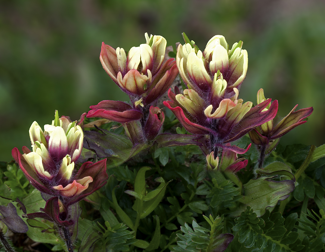 sulphur paintbrush.jpg
