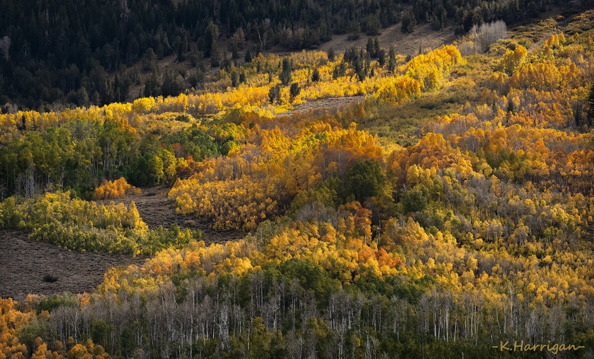 Summer Meadows copy 2.jpg