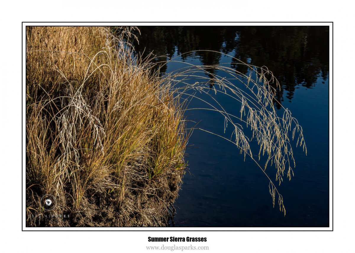Summer Sierra Grasses.jpg