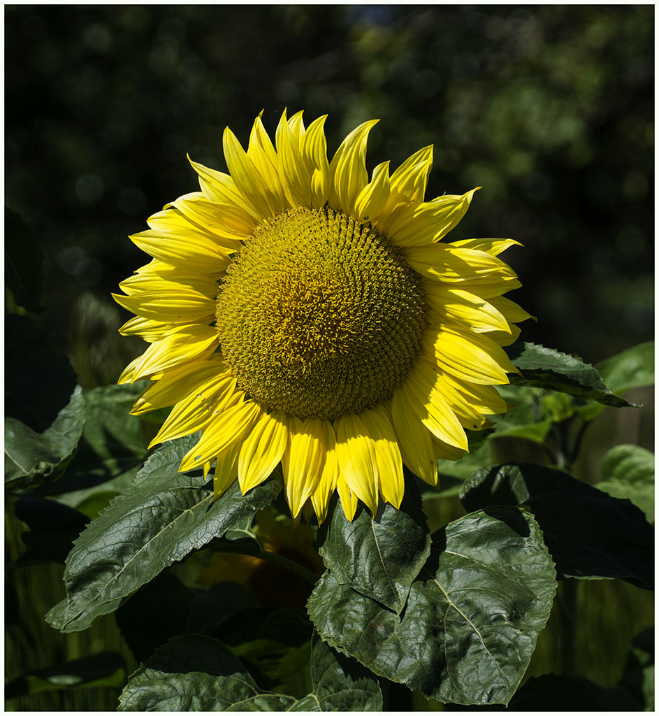 Sunflower 1.jpg
