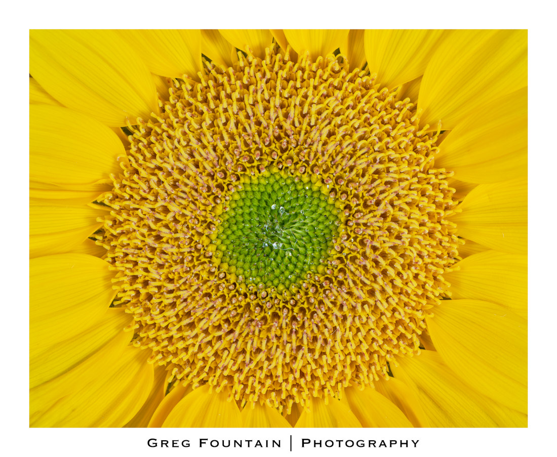 Sunflower 1Edit.jpg