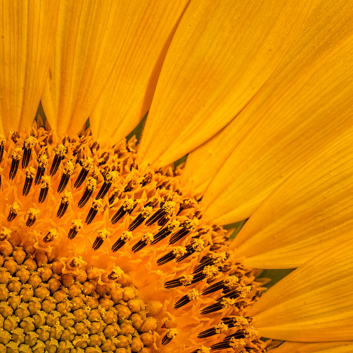 Sunflower-.jpg