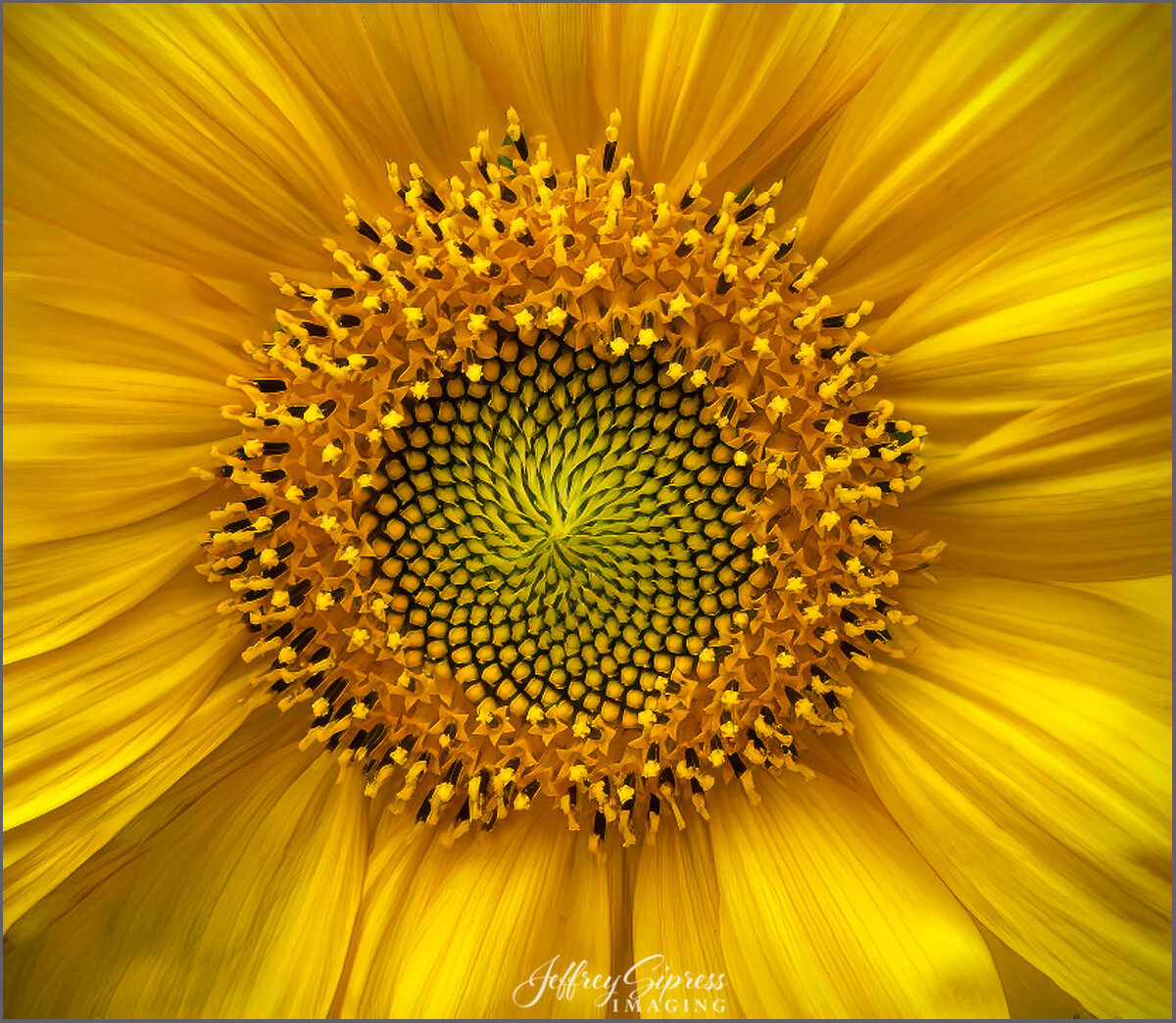 sunflower2023-1.jpg