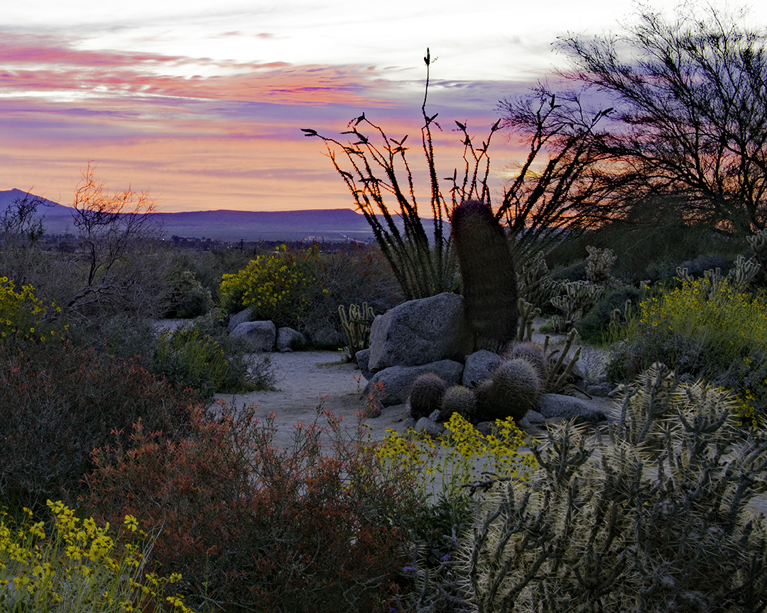 Sunrise at Anza Borrego State Preserve, CA.jpg
