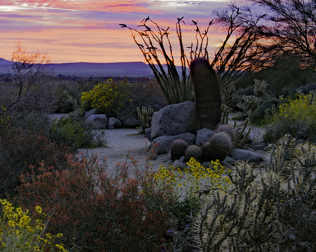 Sunrise at Anza Borrego State Preserve, CA.jpg