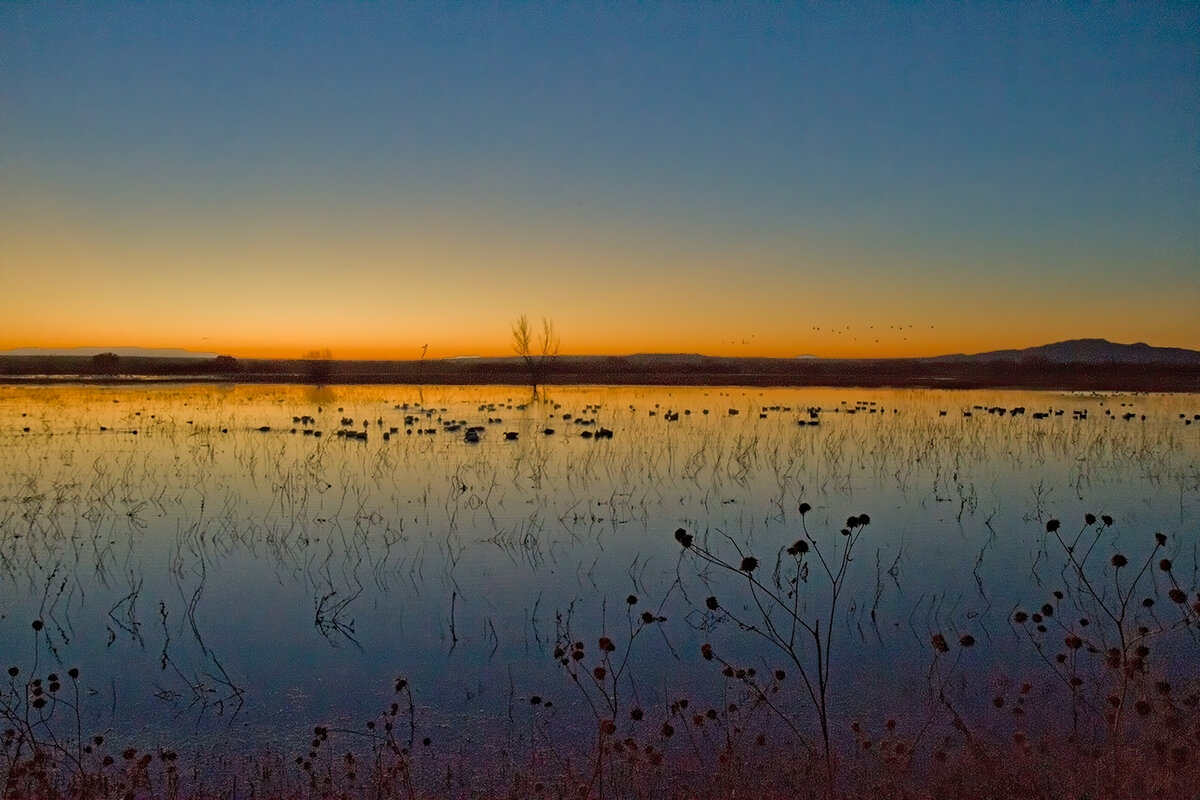 sunrise-bosque-del-apache.jpg
