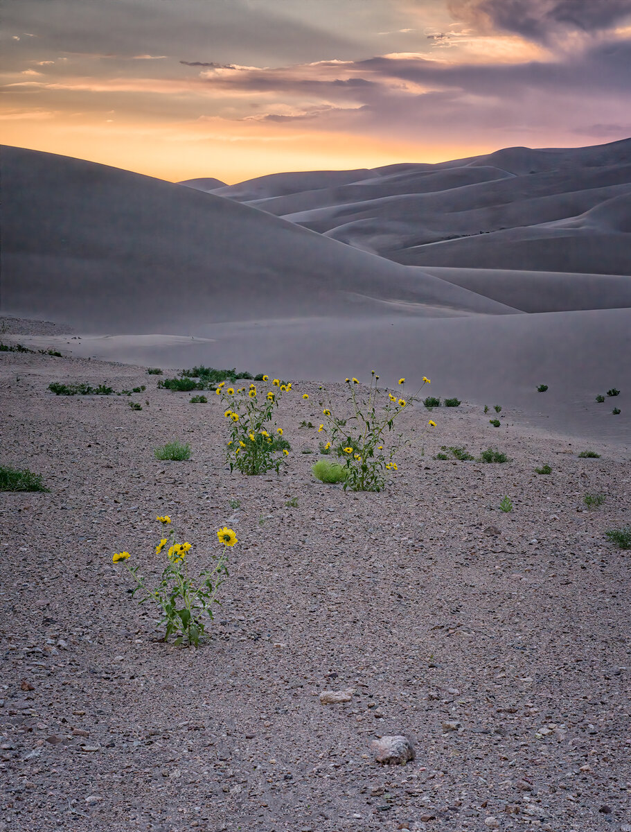 SunriseSunniesDunes1NoiseSharpNikCloneCropClone.jpg