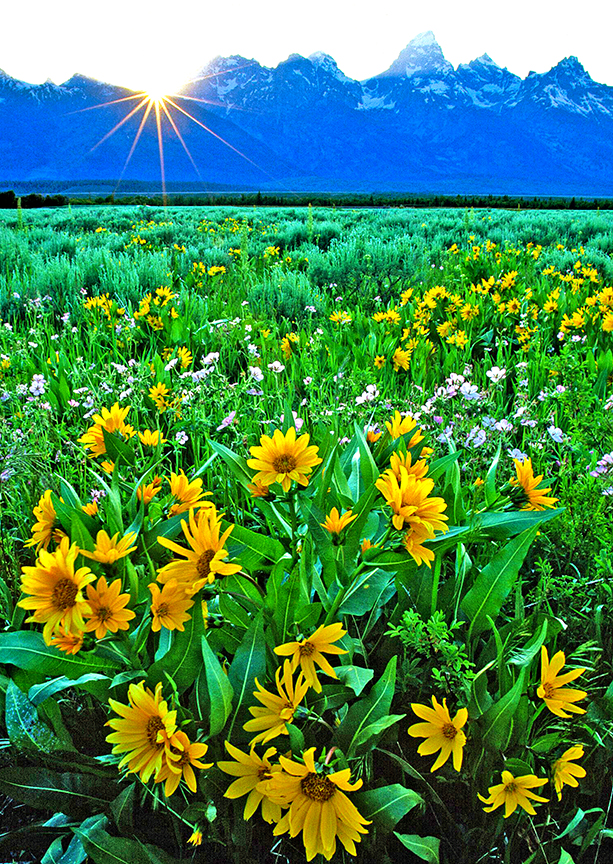 Sunset  and Mules Ears  II.jpg