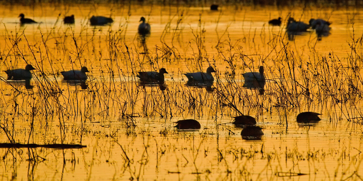 sunset-bosque-del-apache.jpg