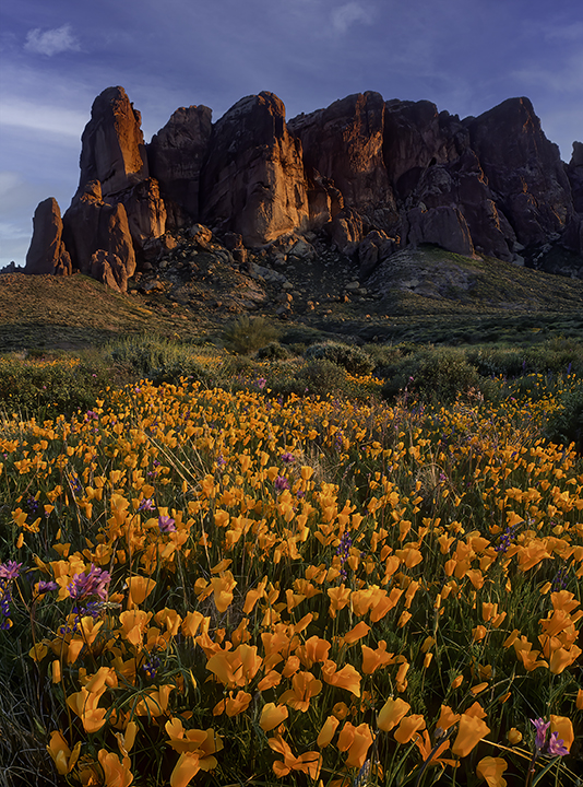 Super bloom at Lost Dutchman.jpg