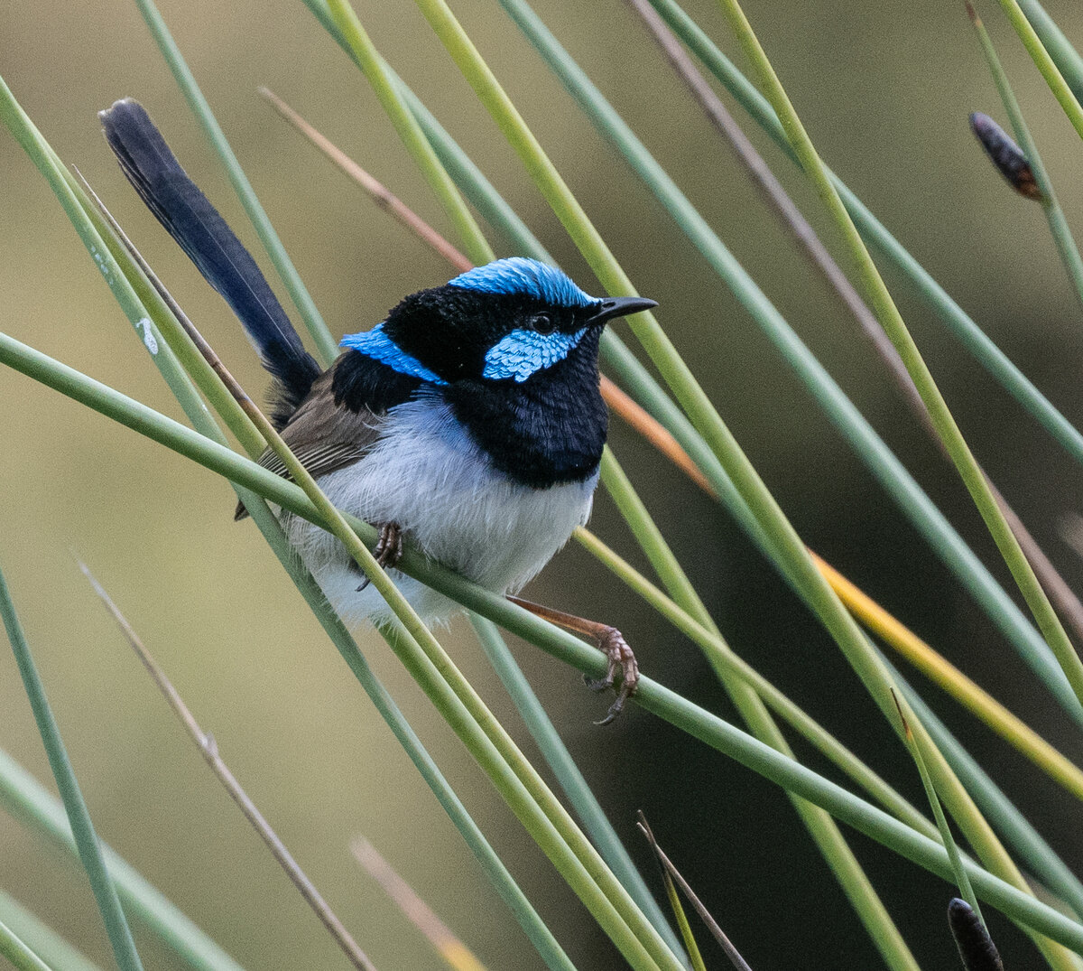 Superb Fairywren.jpg