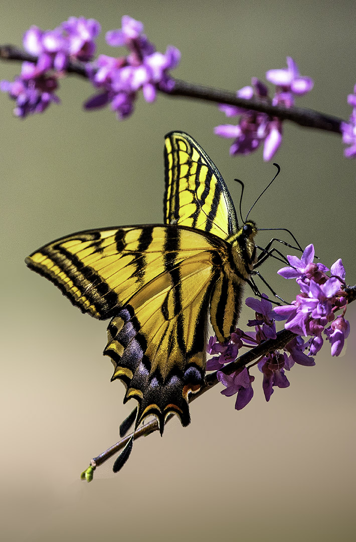 Swallowtail, Cottonwood, AZ.jpg
