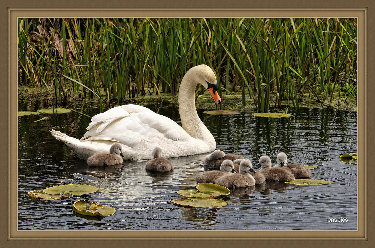 SWAN WITH 9.jpg