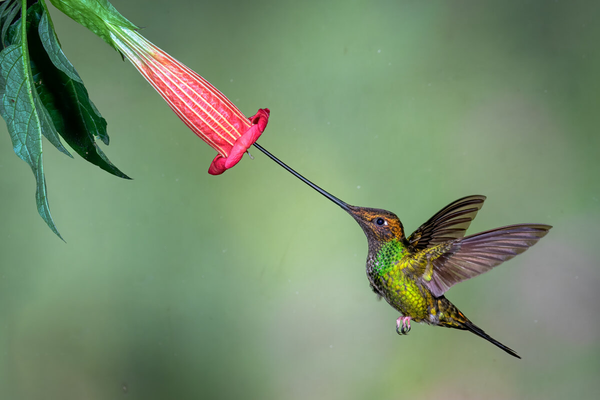 Sword-billed-2-303-Edit.jpg
