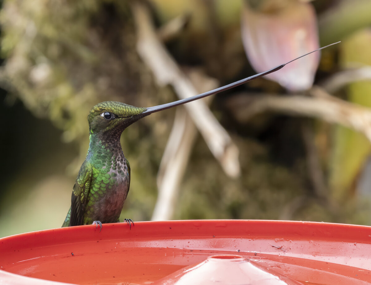Sword-billed Hummingbird PA230321-Edit.jpg