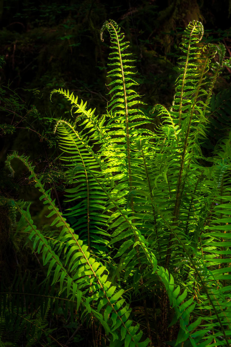sword fern clump-3.jpg