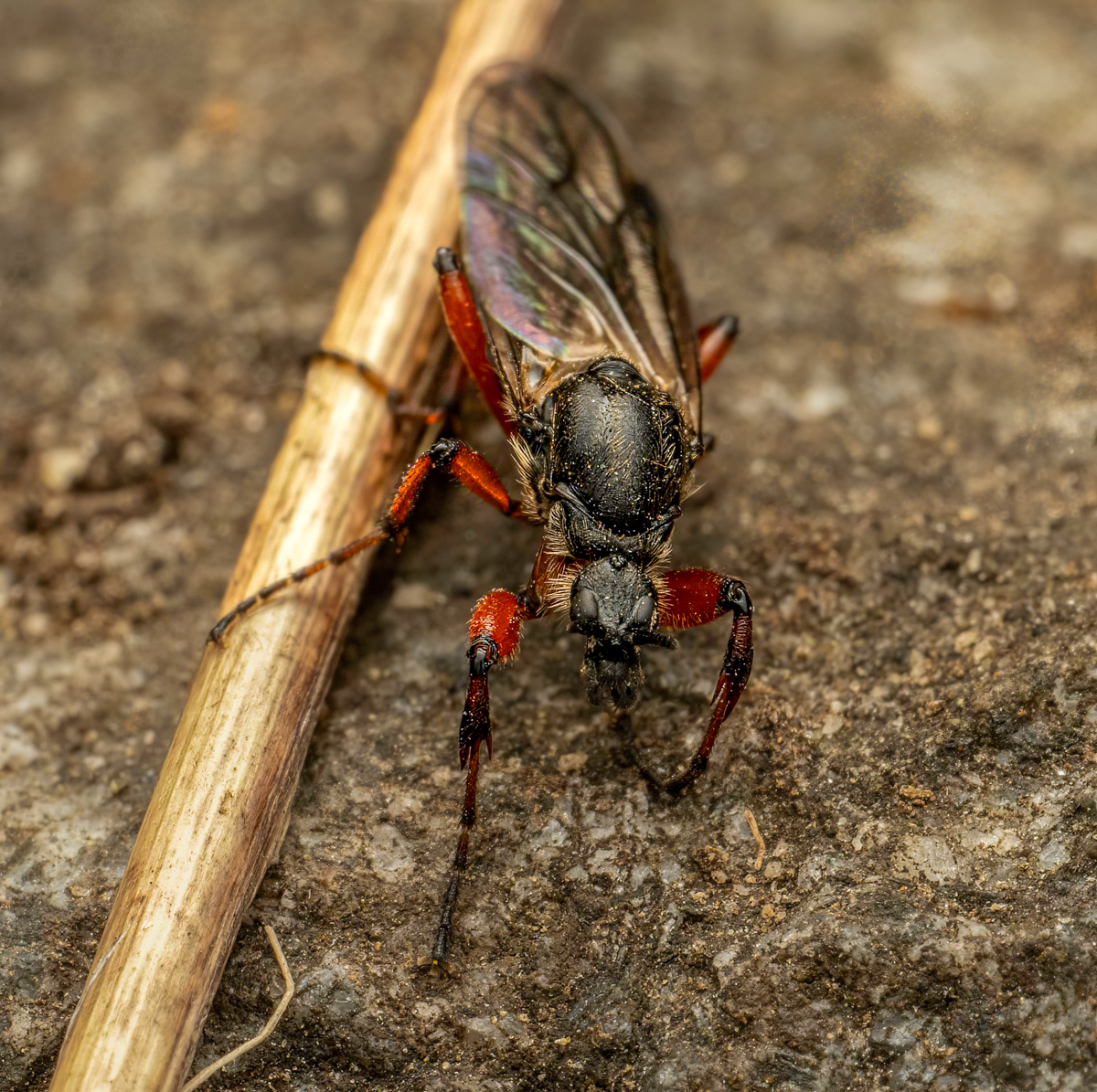 T1010672-Edit.jpg