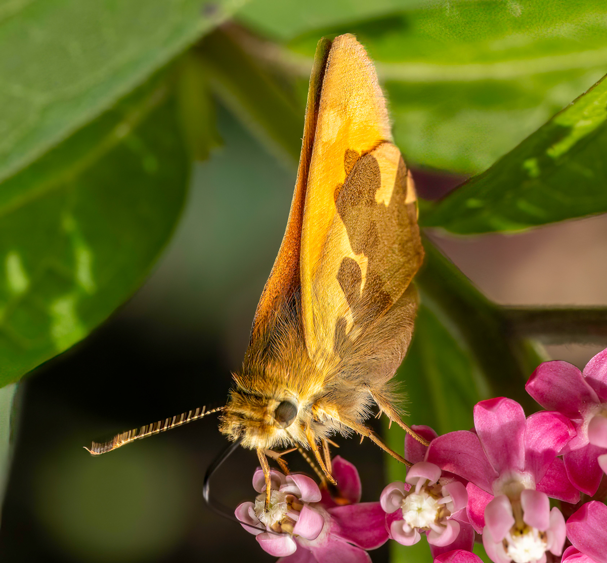 T8111944-Edit.jpg