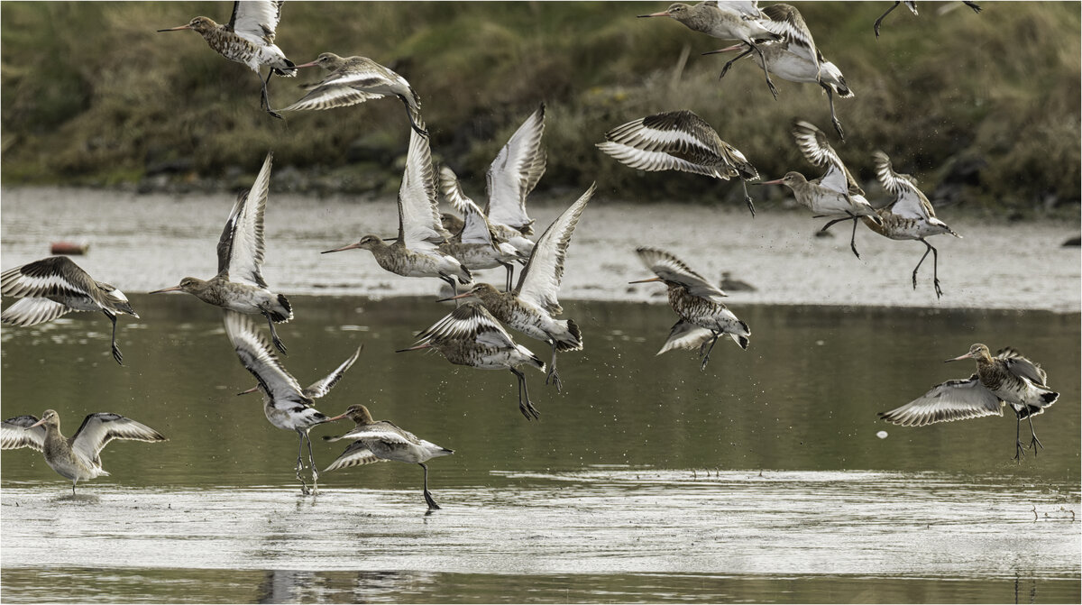 Taking Flight.jpg