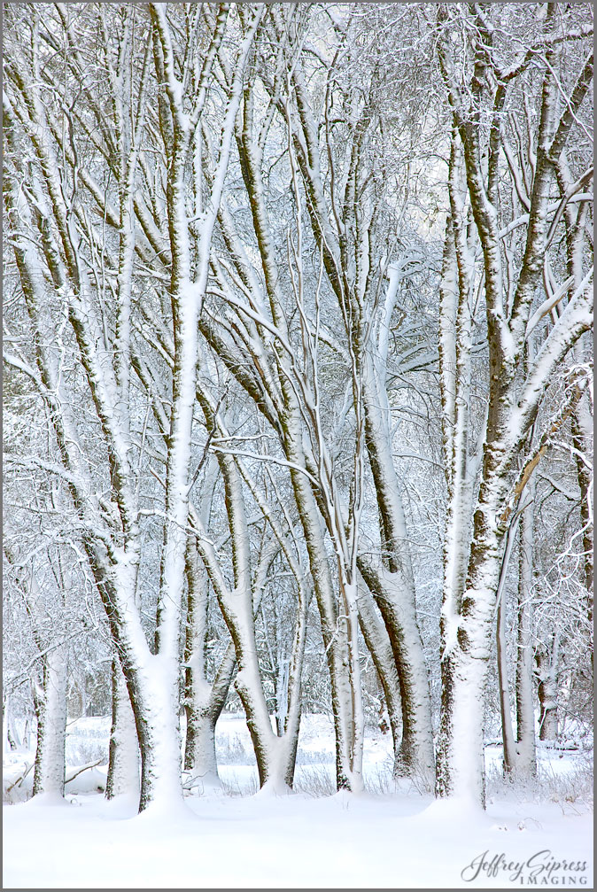 tallsnowtrees1.jpg