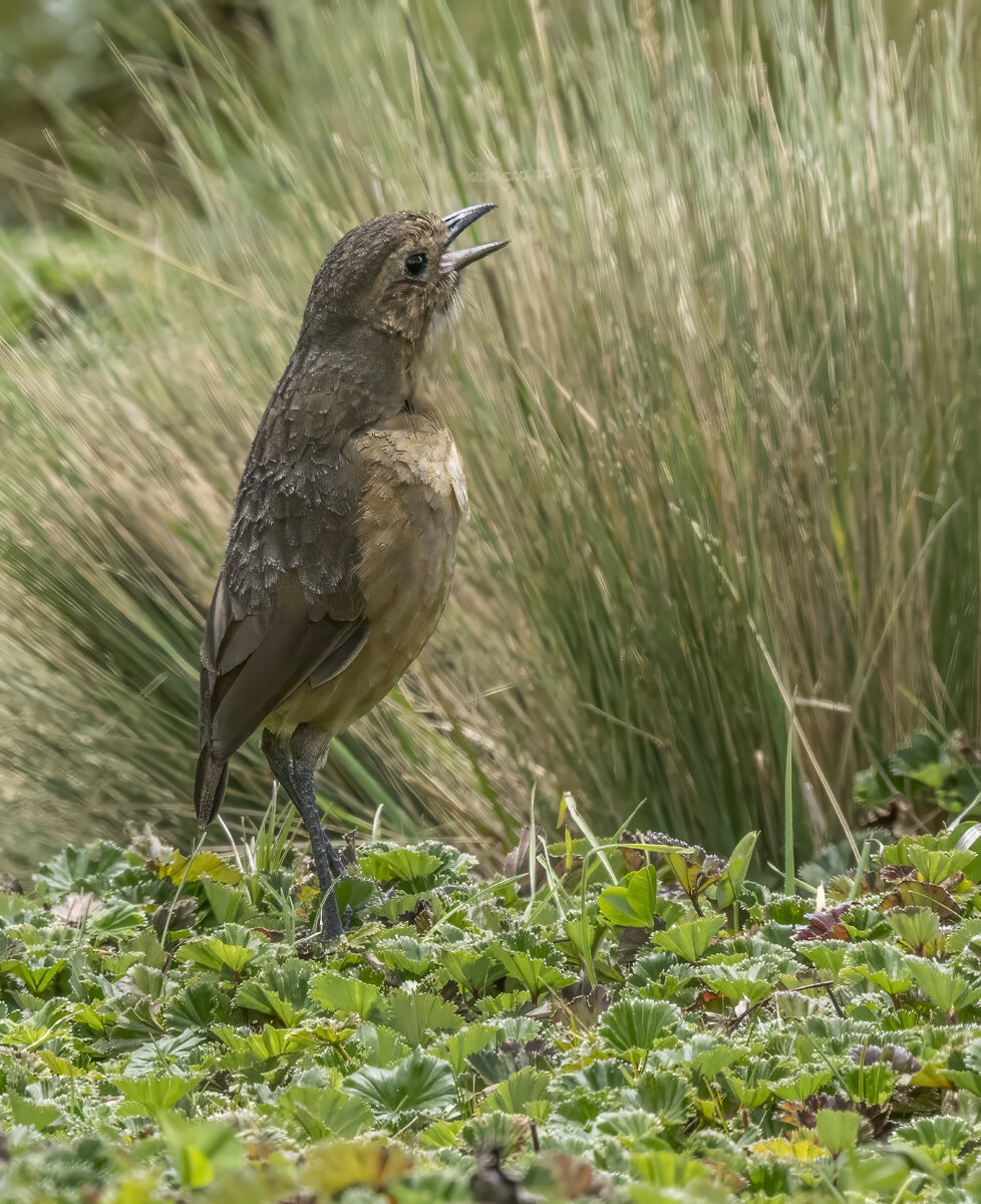 * Tawny Antpitta PA301176-Edit.jpg