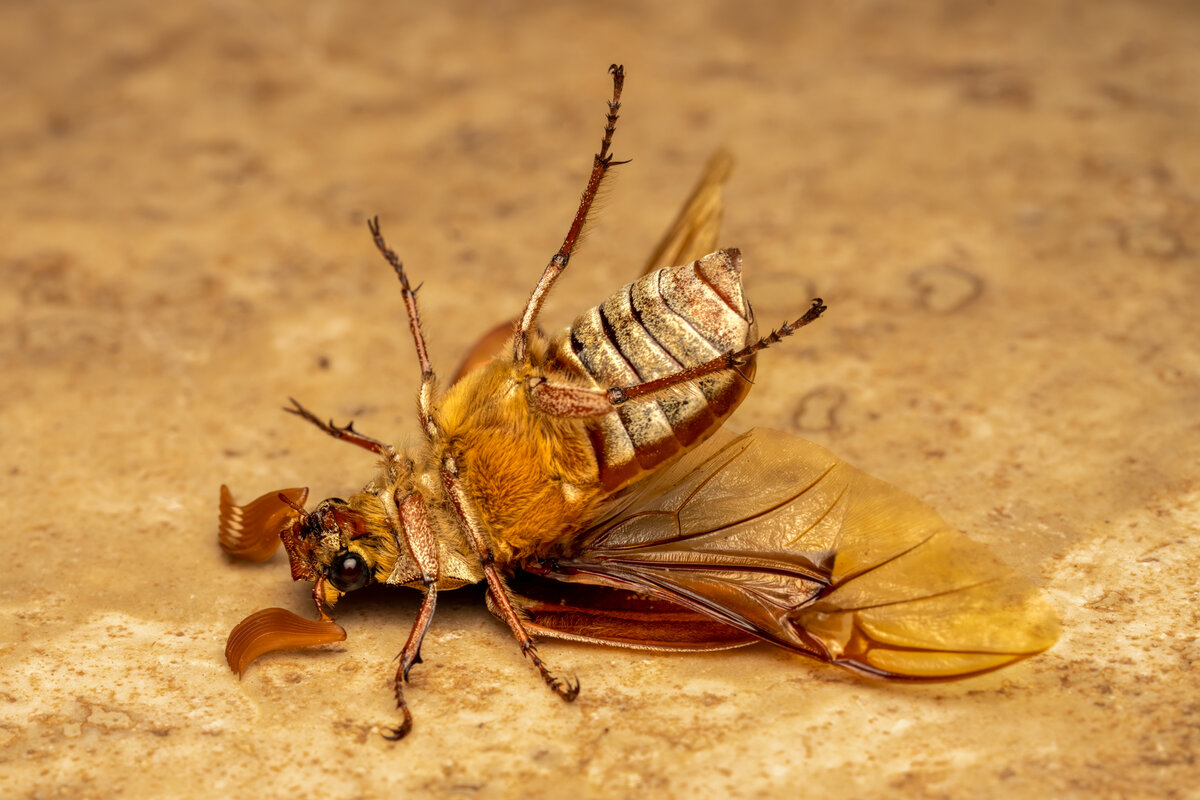 Ten-lined June Beetle -.jpg