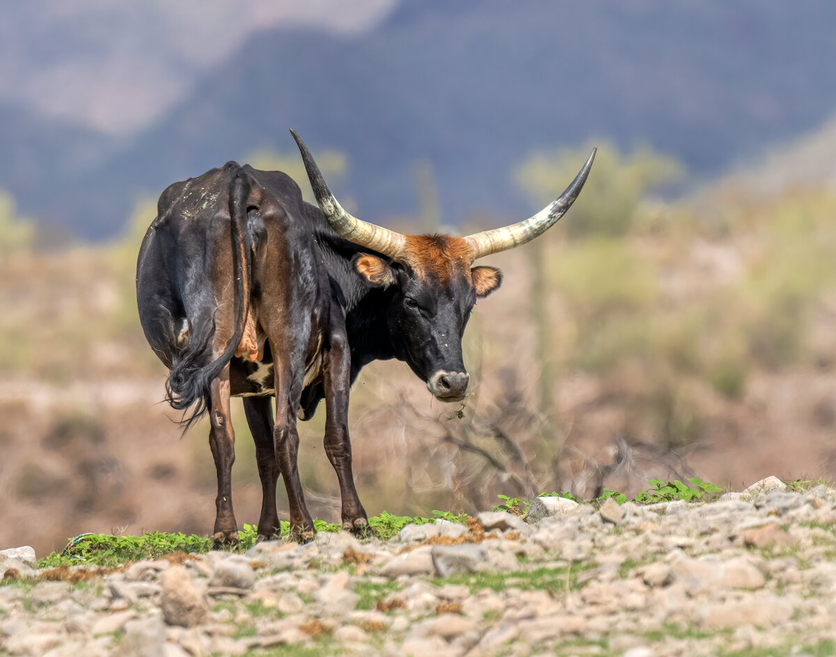 Texas Longhorn-08549-Edit.jpg