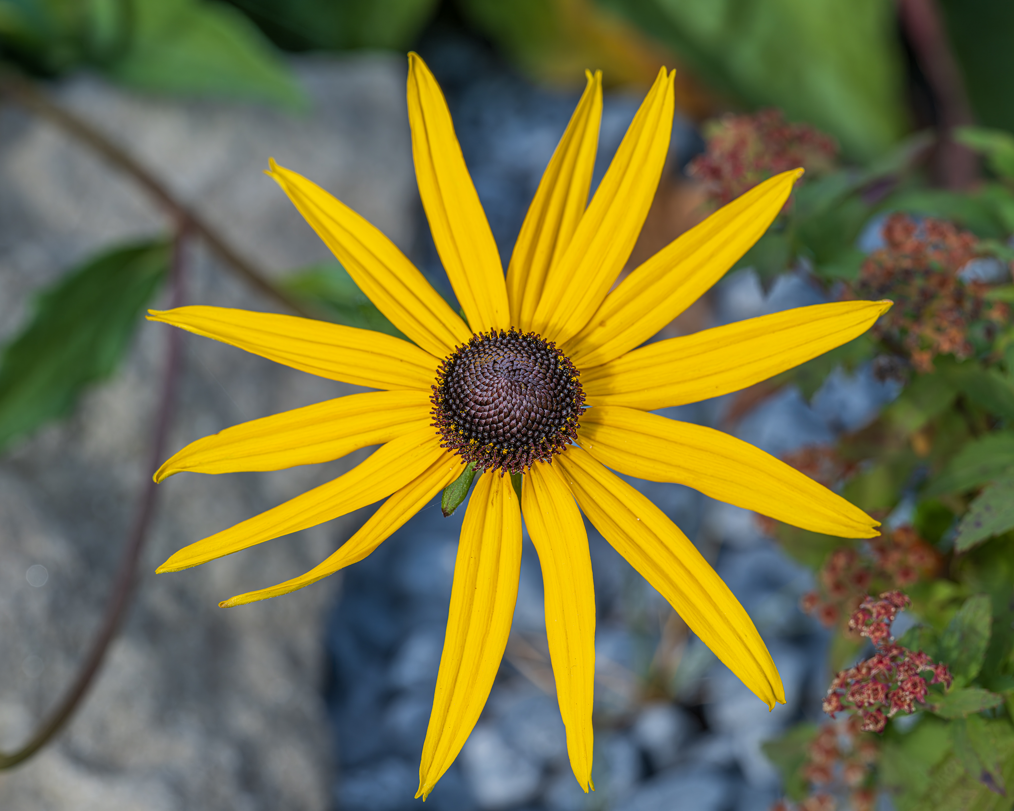 The Flower mini 5-4.jpg