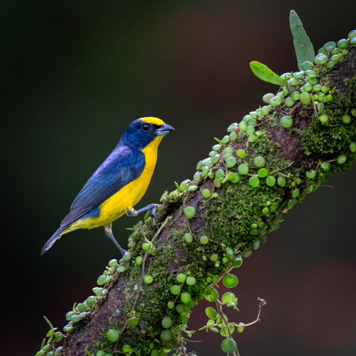 Thick-billed Euphonia-02009-Edit.jpg