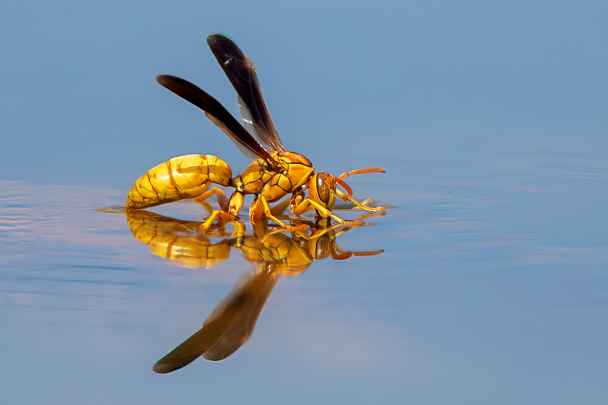 Thirsty Yellow Wasp.jpg