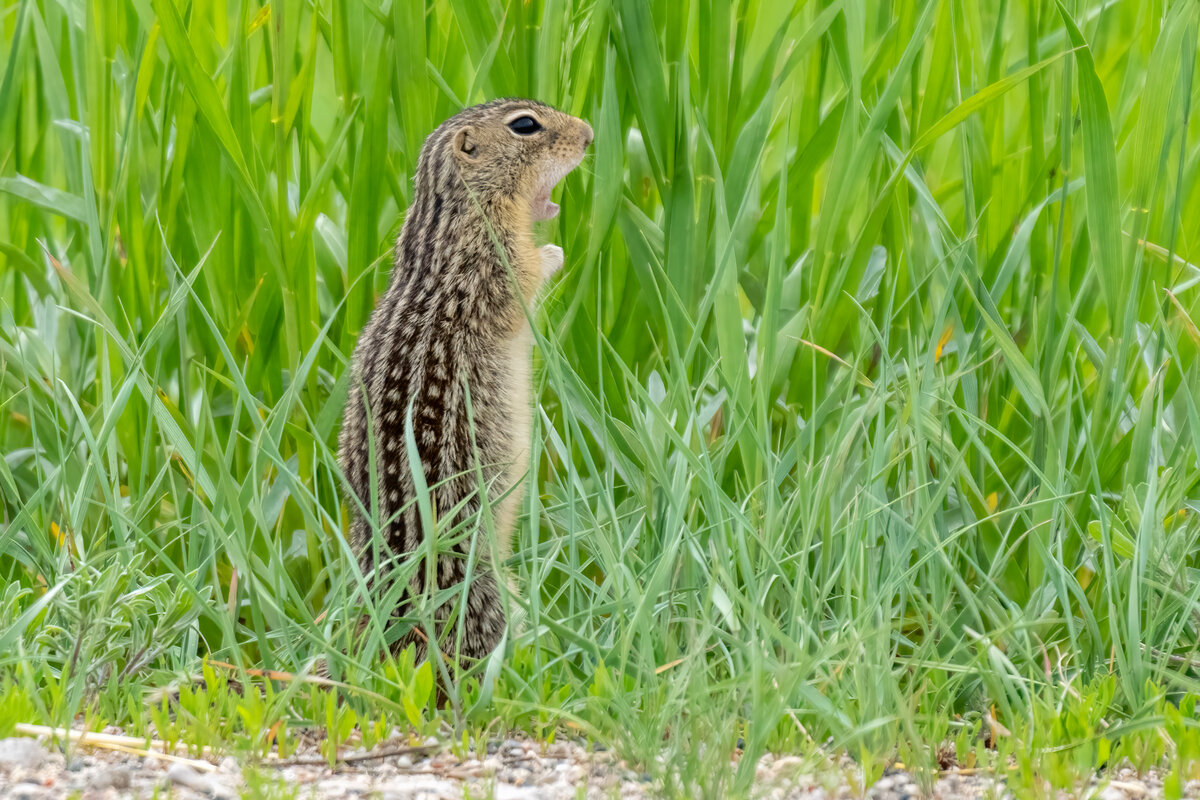 Thirteen-lined Ground Squirrel-07161-Edit.jpg