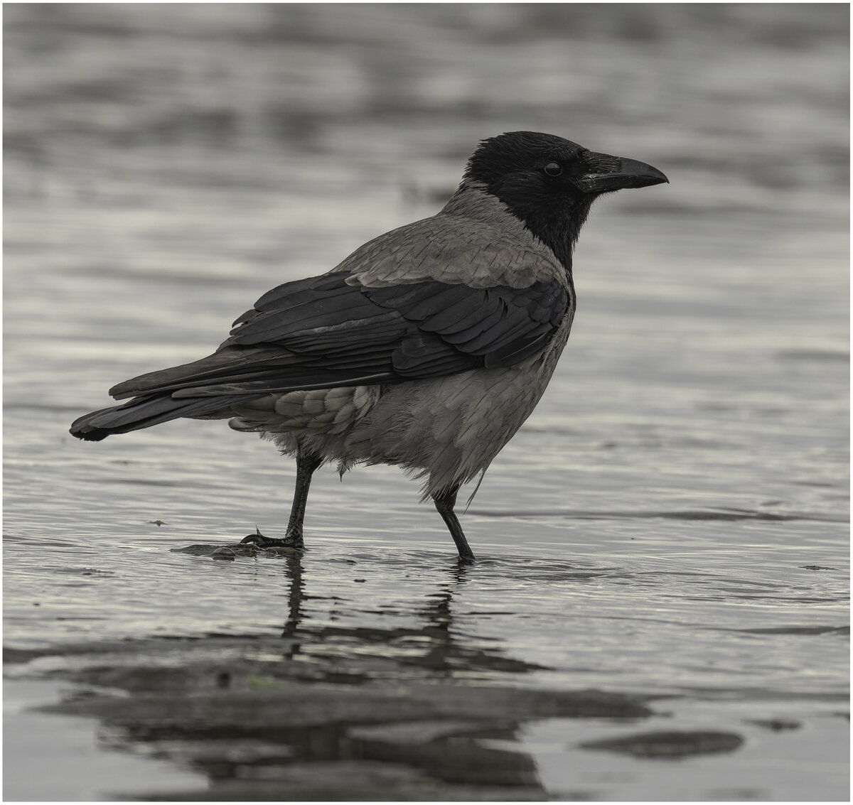 Thoughtful Crow.jpg
